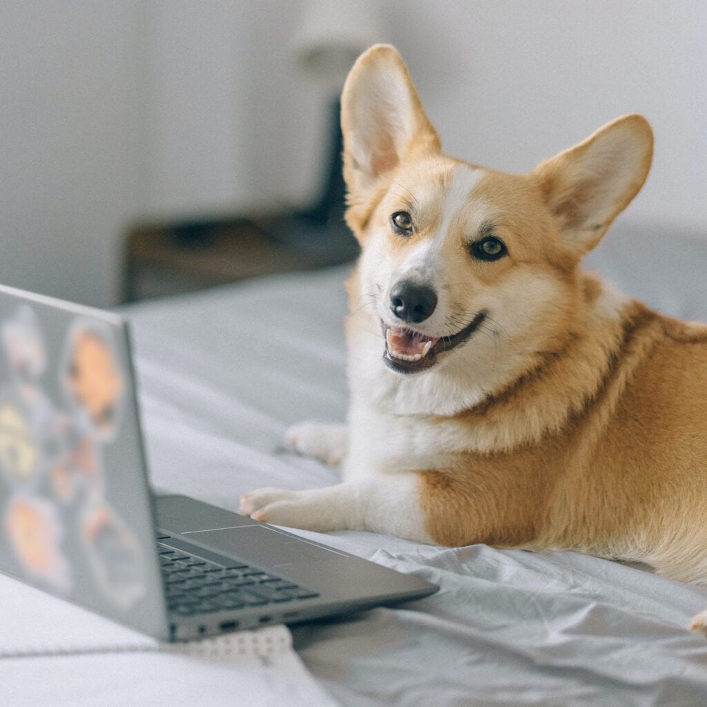 cute corgi laying in front of open laptop on bed and looking happily at camera