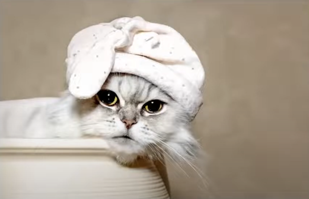 A white cat with golden eyes and a small towel wrapped around its head, sitting in a ceramic bowl, looking directly at the camera.