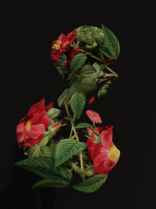 Large pink flowers with green leaves and thorny stems digitally manipulated into the side profile of a statue against a black background.